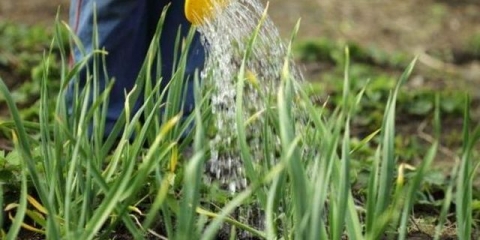 Koliko često zalijevati zametke luka nakon sadnje